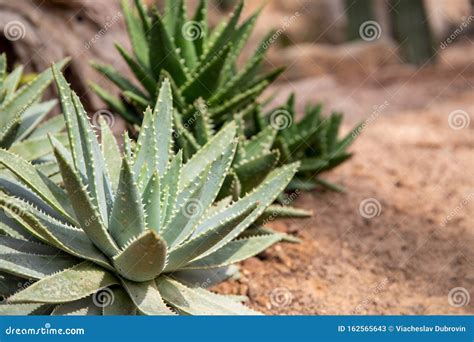 oh the biomes you'll go aloe vera  Add oak bushes to various Overworld biomes