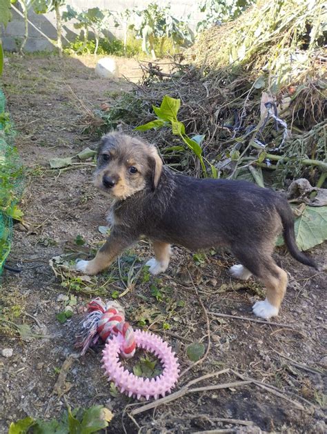 olx caes para adotar lisboa  Animais para Adopção 1