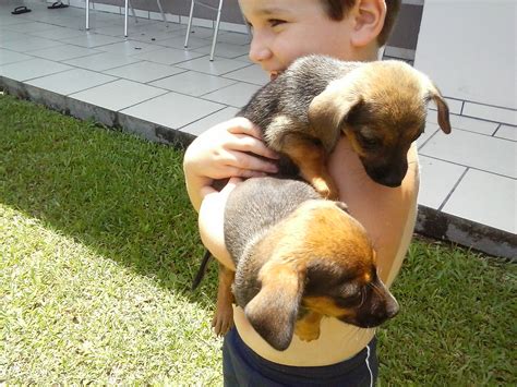 olx doação de cachorro blumenau  Cachorros para adoção