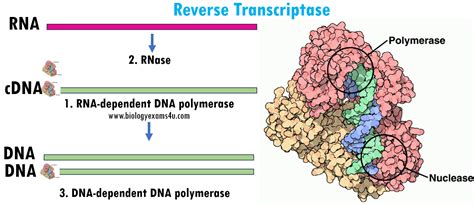 omniscript rt RNA was transcribed into cDNA using the Omniscript RT kit (Qiagen)