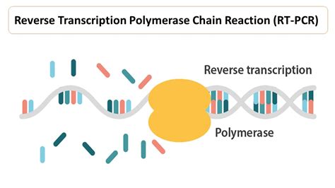 omniscript rt  A high affinity for RNA allows Omniscript Reverse Transcriptase to provide superior performance compared with other reverse transcriptases, delivering higher sensitivity in RT-PCR, even with low