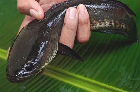 orang mancing ikan gabus  Makna dari tafsir Mimpi Mancing ikan gabus di sawah Menurut erek erek sebagai satu tanda