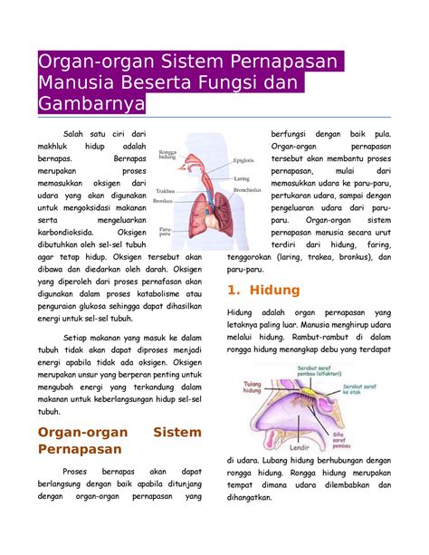 organ manusia  Sistem pernapasan dibentuk atas kerjasama organ hidung, tenggorokan, laring, faring, trakea, dan paru-paru