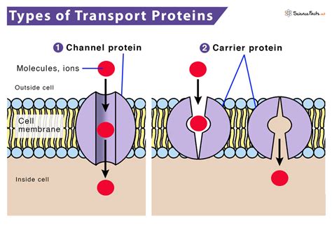 organelles pronunciation  Learn how to say Organelles with EmmaSaying free pronunciation tutorials