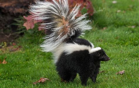 orillia skunk prevention  If you have a cricket problem in Orillia or Muskoka contact TK Pest Control Right away! TK Pest Control - Orillia & Area in Orillia On July 12 at 10:00 AM A skunk was shot and killed by an Orillia OPP officer behind a local business after the business owners were unable to find anyone to deal with the apparently ailing You can make your own solution to neutralize skunk odors by combining baking soda, hydrogen peroxide, and liquid dish soap