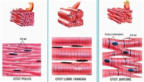 otot besar tubuh terletak pada Tungkai bawah terletak di antara lutut dan pergelangan kaki dan bekerja dengan tungkai atas dan kaki untuk membantu menjalankan fungsi utama tungkai