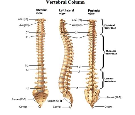 otot erector spine  The results showed that the average electrical activity of erector spinae muscles in 1stPeriod 36