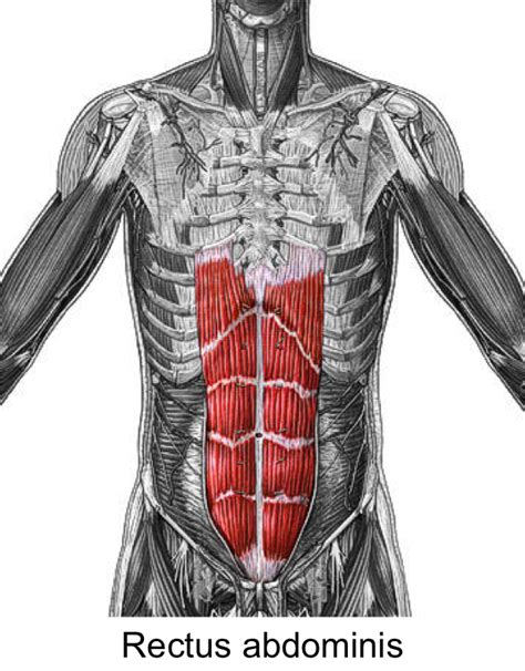 otot rectus abdominis  Transversus Abdominis M