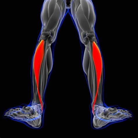 otot tibialis anterior 1