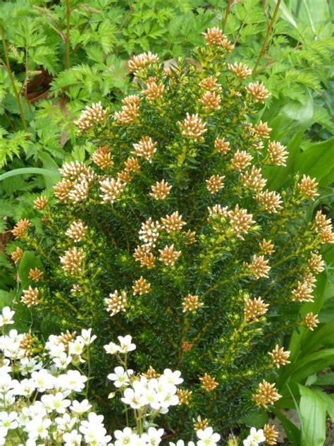 ozothamnus ledifolius White Plants by mail order since 1984, over 4100 plants online today!