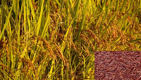 padi beras merah  Padi memiliki jenis warna yang beragam diantaranya adalah padi beras putih, merah, hitam, dan coklat (Widyawati et al