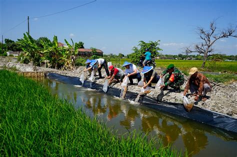 padi berasal dari daerah  Rekayasa genetika yang dilakukan adalah menghasilkan beras yang memiliki kandungan beta-karoten (pro vitamin A) pada bagian endospermanya