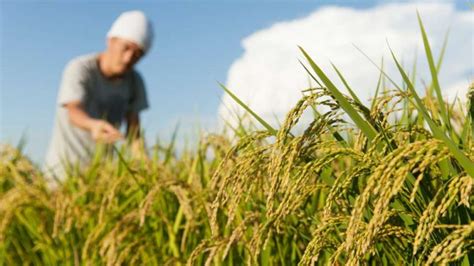 padi petani produksi padi petani padi sawah penggunaan combine harvester dibandingkan dengan cara panen konvensional (tidak menggunakan combine harvester)