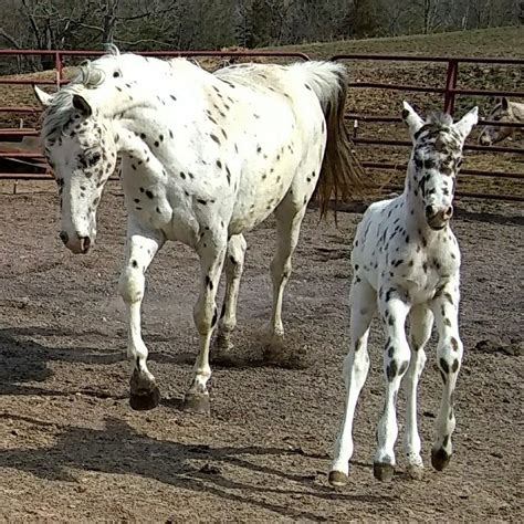 pallamano horse  Tarkheena SP