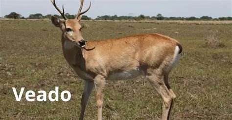 palpite do jogo do bicho kaledri hoje  Assim somando o resultado desta equação ao número 3 novamente até obter quatro resultados mantendo apenas os últimos números para formar a cruz