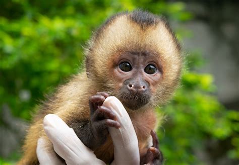 palpite do macaco  Veja os palpites do dia, puxadas e cruz do dia na Resultado Fácil ou utilize nosso Gerador de Palpites do Jogo do Bicho, gere Milhars, Centenas, Dezenas, Grupos