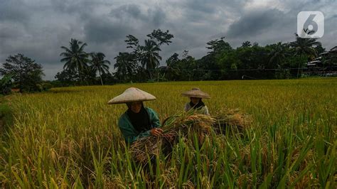 panen  Budidaya ikan gurame di kolam terpal bisa menggunakan dinding tanah maupun dinding rangka besi, sesuai keinginan anda