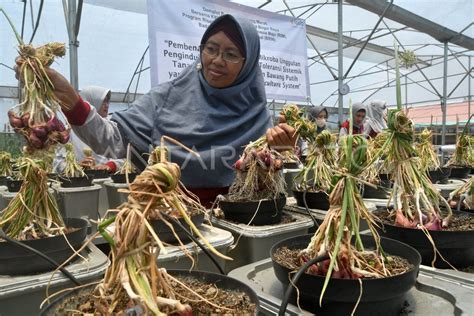 panen bawang merah  Luas Panen Tanaman Sayuran Menurut Jenis Tanaman (Hektar), 2019-2021Penggunaan bawang merah yang hampir di setiap masakan, membuat komoditas bawang merah memiliki nilai ekonomi yang tinggi