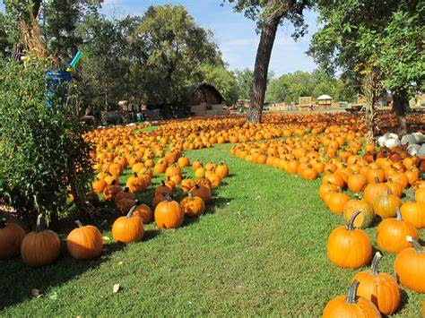 papa's pumpkin patch oldtown Location: 3203 Farm to Market 1960 Road, East, Humble Texas