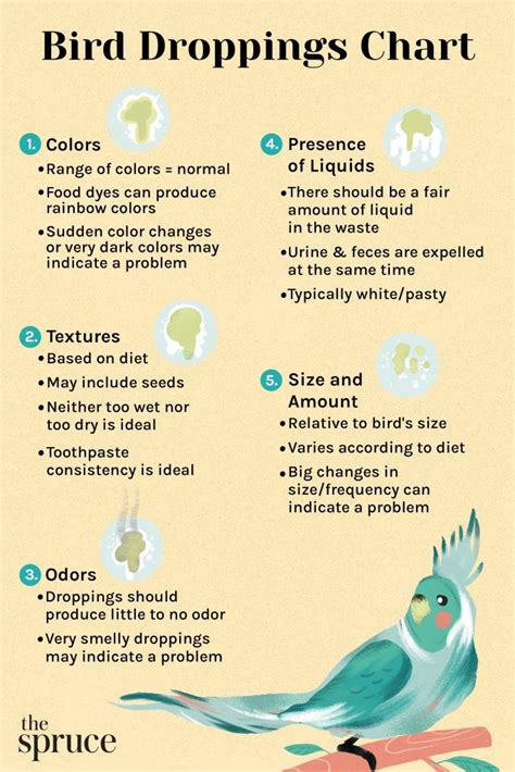 parakeet poop chart ”