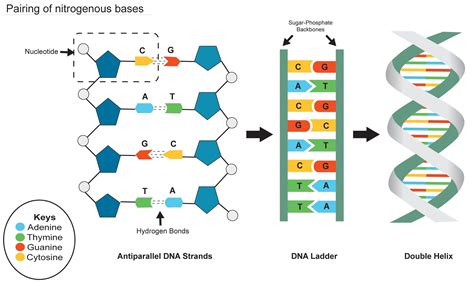 pasangan adenin Urasil ditemukan dalam RNA, membentuk pasangan basa dengan adenin dan digantikan oleh timin dalam DNA