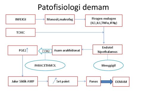 patogenesis demam 1