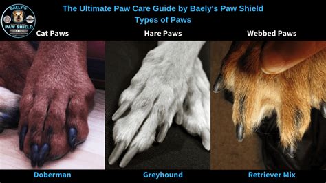 paw webbed dog feet vs non webbed Here are more types of dogs’ feet in addition to the webbed feet: Cat’s Feet