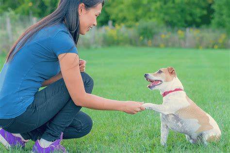 pawshake adelaide  Pet owners book doggy day care in Port Adelaide SA on Pawshake