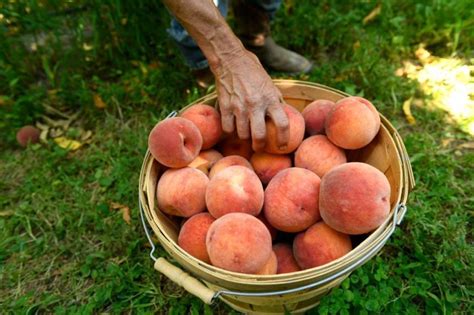 peach picking upstate ny Seasonal New York Produce From A to Z