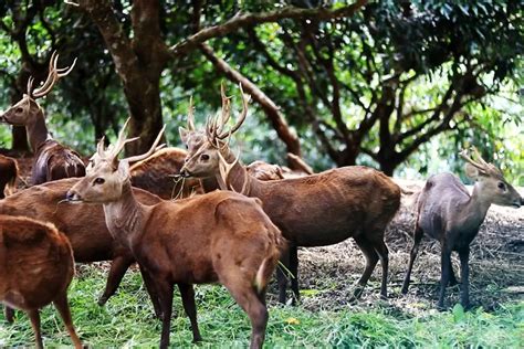 penangkaran rusa bawean A dan Atmosoedirdjo, S