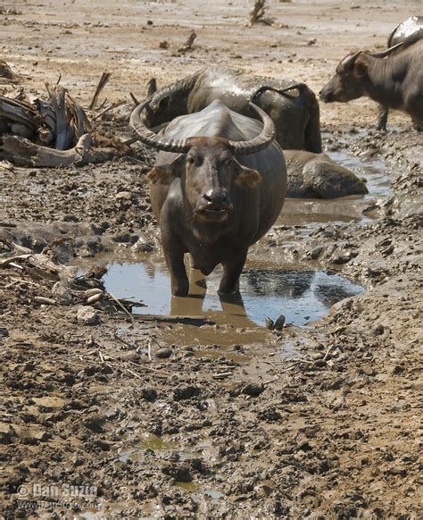 pengeluaran buffalo  Contoh dari pengeluaran modal antara lain ; pengeluaran untuk pembelian aktiva tetap