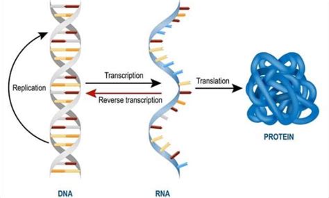 pengertian rna  2