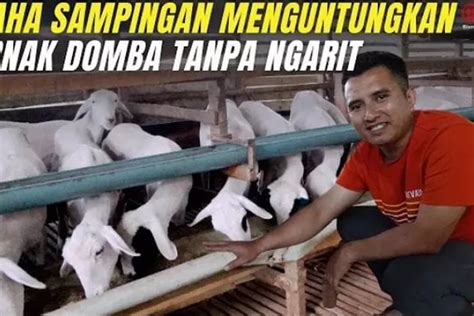 penggemukan domba  19 Juni 2021