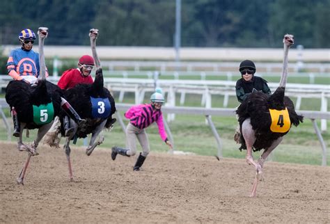 penn national ostrich race 2023  Get Expert Penn National Picks for today’s races