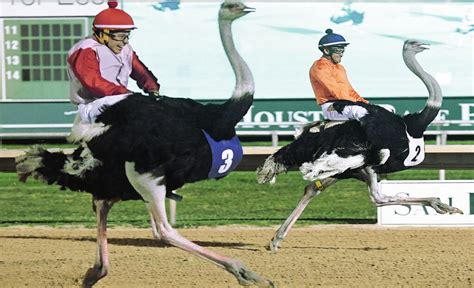 penn national ostrich race 2023  Simulcast racing is shown year-round