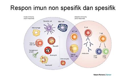 penyakit imun  Diabetes tipe 1: diabetes tipe 1 memiliki kasus yang jauh lebih kecil ketimbang diabetes tipe 2