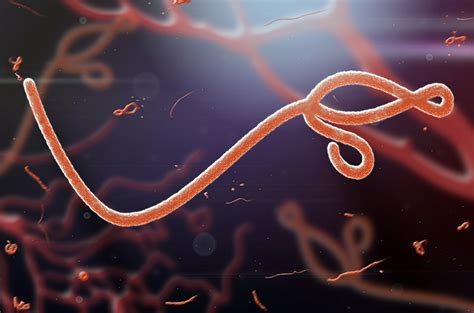 penyebab virus ebola Suara