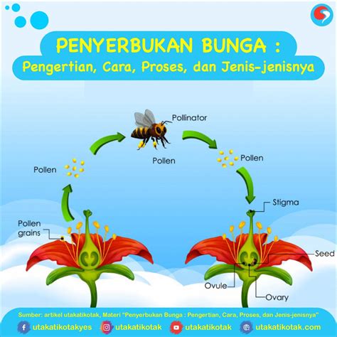 penyerbukan alogami adalah  Banyak sekali tanaman yang dapat melakukan penyerbukan alogami jika dibantu oleh manusia