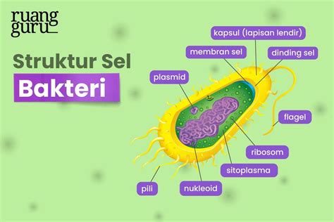 peran streptococcus lactis  16