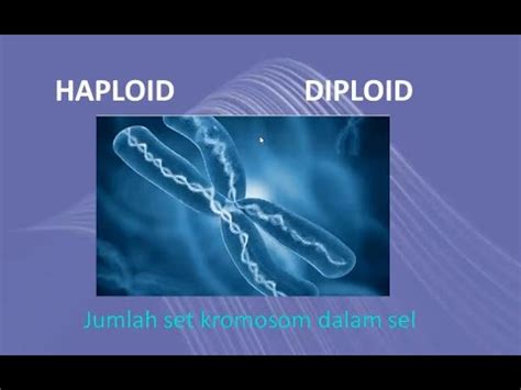 perbedaan diploid dan haploid  Jumlah kata ini hanya disebutkan untuk memberi Anda gambaran umum