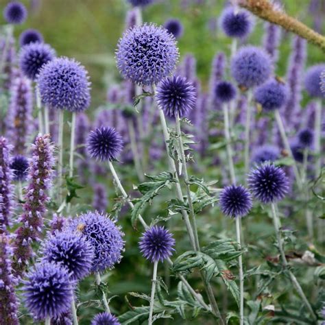 perennial rockery plants uk  Our selection of perennials will create an attractive compact display year after year