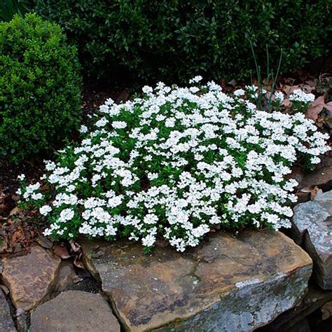 perennial rockery plants uk 99 - FREE for orders over £200 P&amp;P only £14