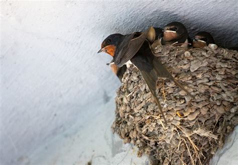 pertanda burung membuat sarang di rumah  keuntungan panen ini yaitu dalam setahun dapat dilakukan panen hingga 4 kali dan mutu sarang yang dihasilkan pun baik karena sempurna dan tebal