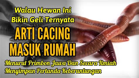 pertanda cacing tanah masuk rumah  Arti burung masuk rumah