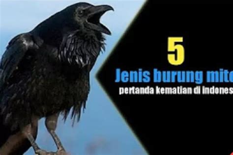 pertanda terkena tahi burung  Pertama, penghuni rumah akan mendapatkan undangan