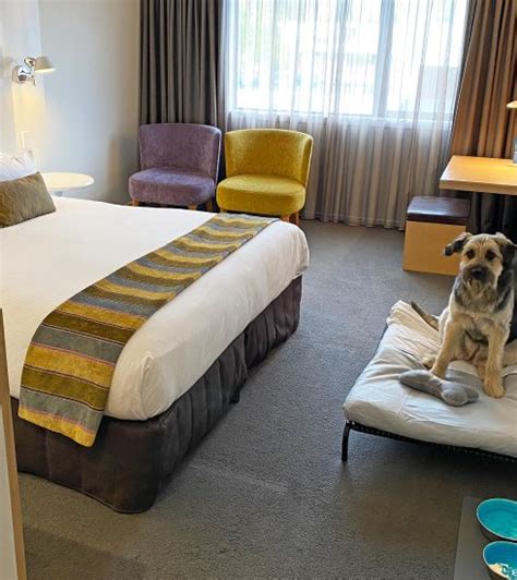 pet friendly accommodation blenheim  Best Pet Friendly Hotels in Blenheim on Tripadvisor: Find traveller reviews, candid photos, and