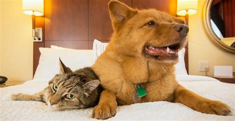 pet friendly accommodation southport  Check-in