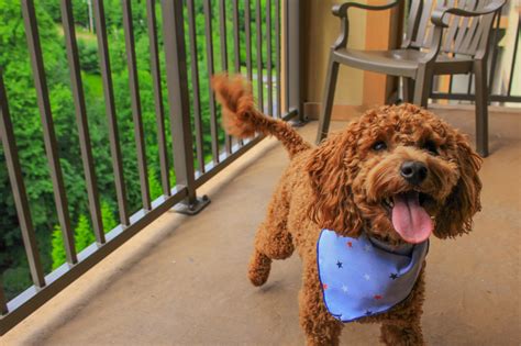 pet-friendly rentals poconos  Book with our Pet Friendly Guarantee and get help from our Canine Concierge! See reviews and photos from other guests with pets