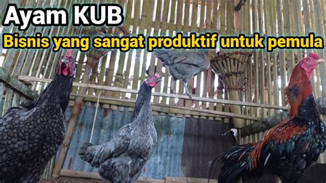 peternak ayam kub terdekat  Hasil skala Likert yang valid dijumlah untuk