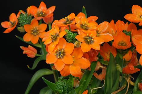 pflege ornithogalum dubium  Be sure to choose a container with adequate drainage holes
